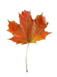 Photo of One maple leaf isolated on white. Autumn season