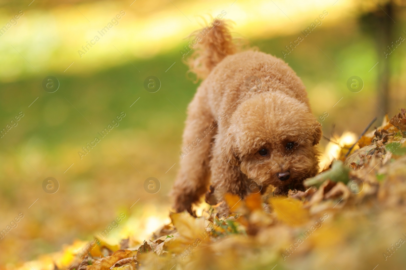 Photo of Cute Maltipoo dog in autumn park, space for text