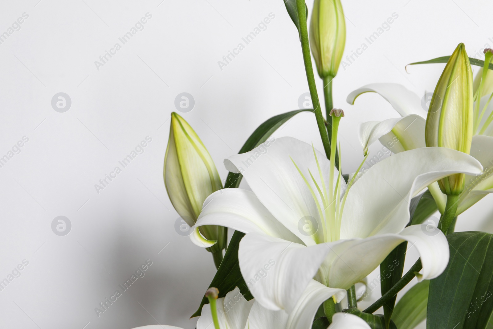 Photo of Beautiful lily flowers on white background, closeup. Space for text