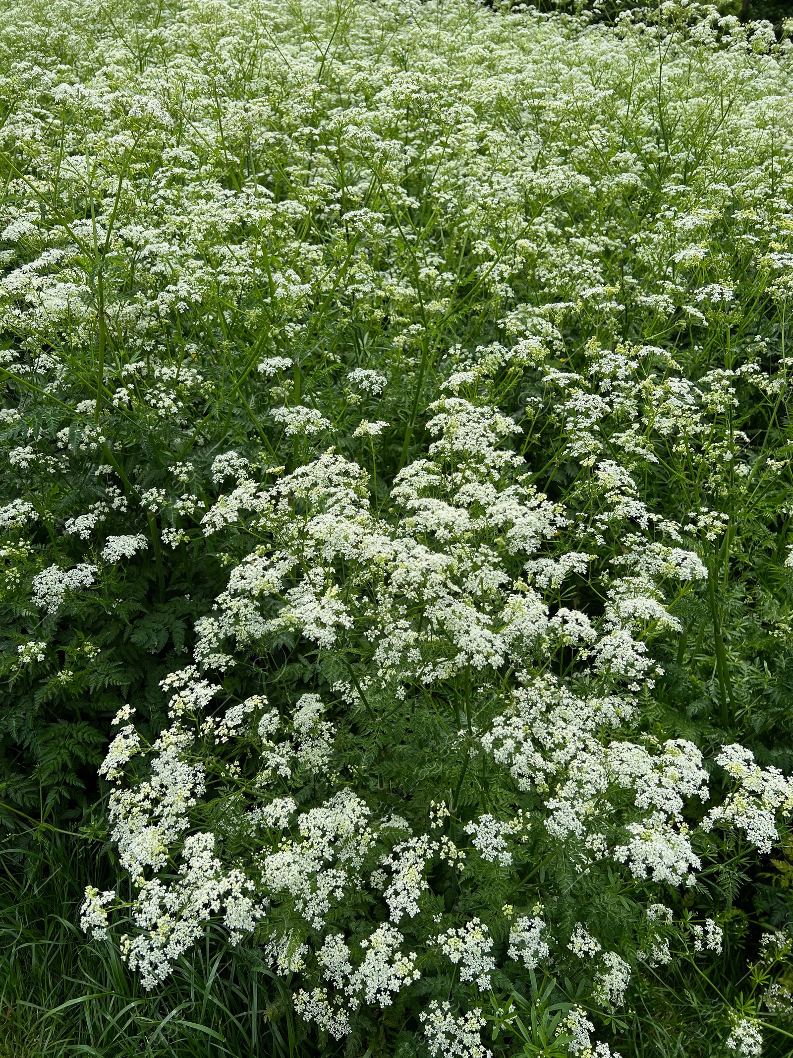 Photo of Beautiful hemlock plants with white flower outdoors