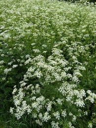 Photo of Beautiful hemlock plants with white flower outdoors