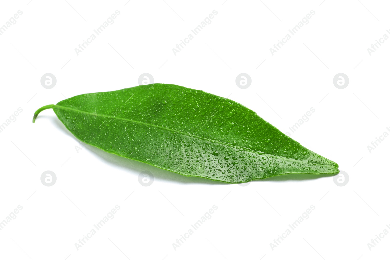 Photo of Fresh green tangerine leaf with water drops on white background