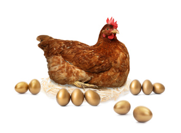 Image of Chicken and golden eggs on white background