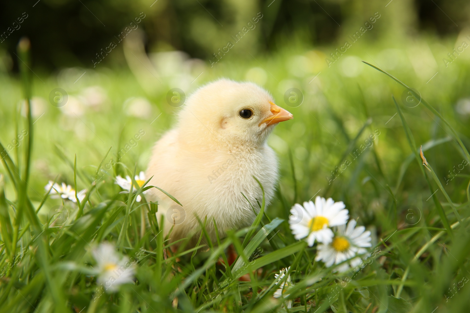 Photo of Cute chick with chamomile flowers on green grass outdoors, closeup. Baby animal
