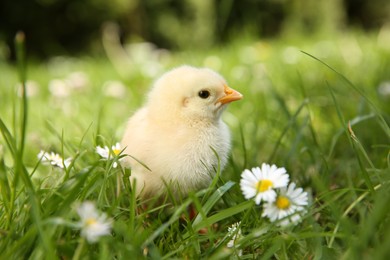 Photo of Cute chick with chamomile flowers on green grass outdoors, closeup. Baby animal