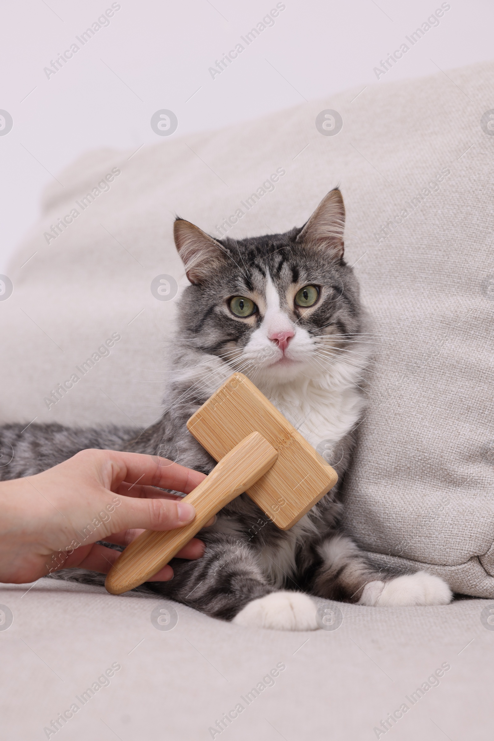 Photo of Woman brushing her cute cat on sofa at home, closeup