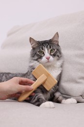 Photo of Woman brushing her cute cat on sofa at home, closeup