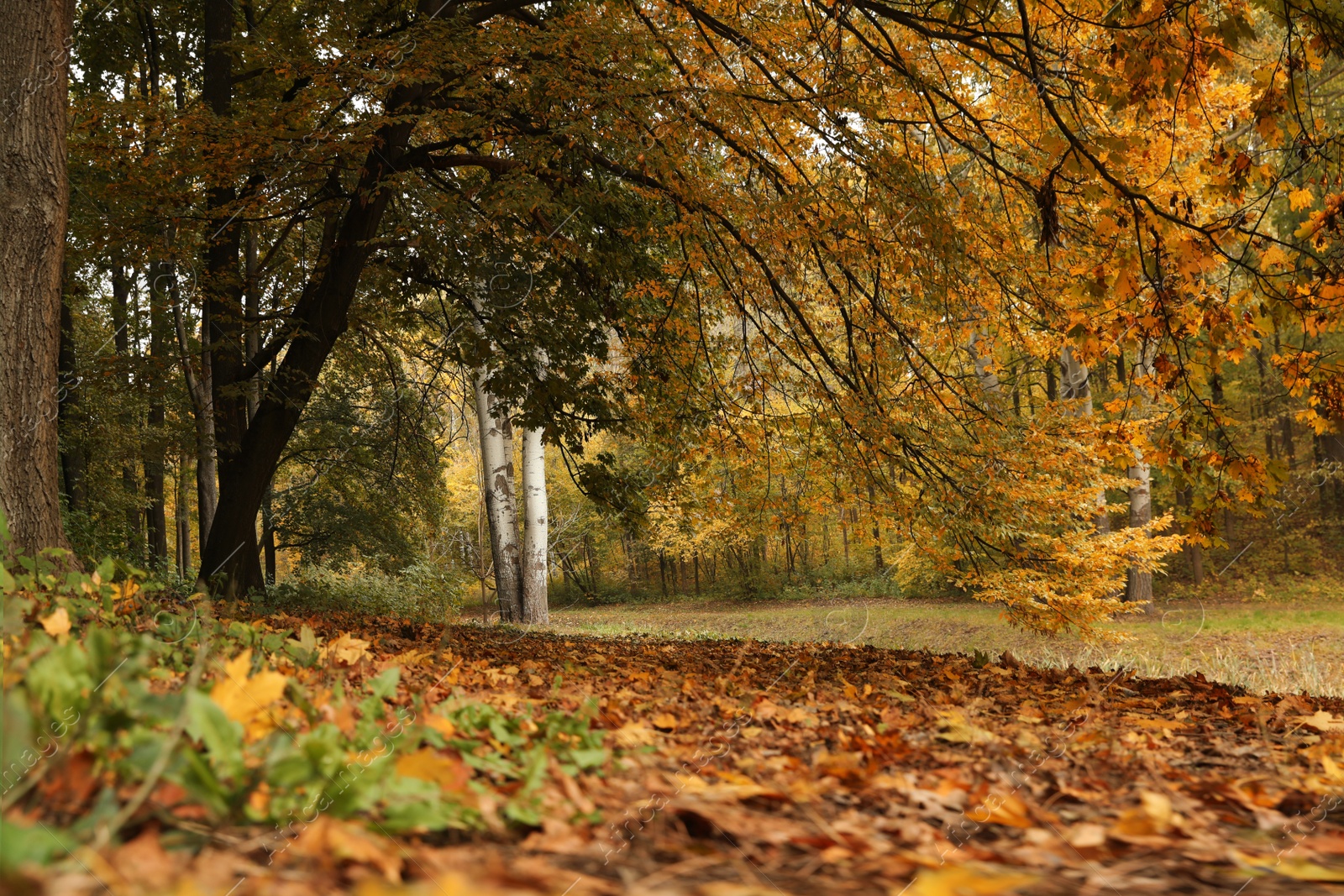 Photo of Beautiful view of forest on autumn day