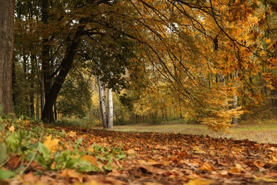 Beautiful view of forest on autumn day