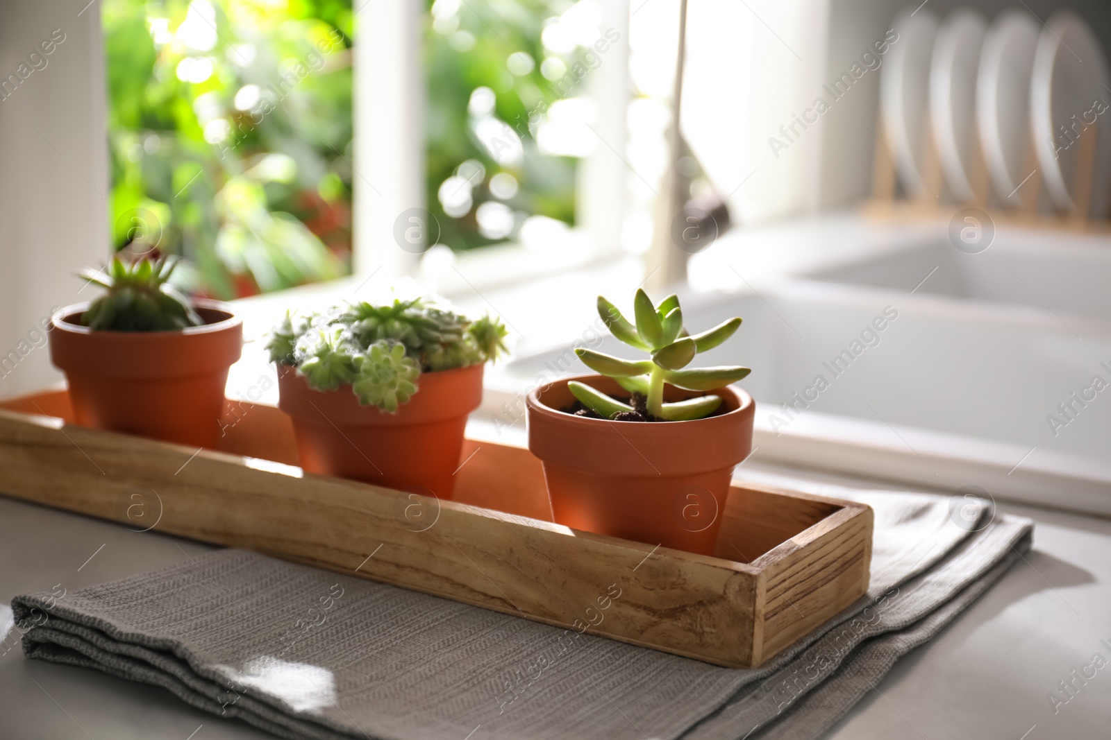 Photo of Beautiful echeverias on kitchen counter indoors. Succulent plants