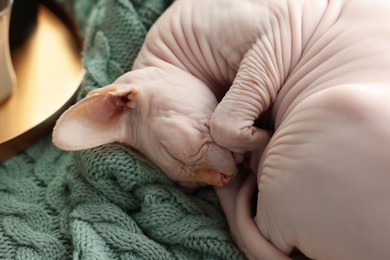 Photo of Cute Sphynx cat sleeping on soft blanket at home, closeup. Lovely pet