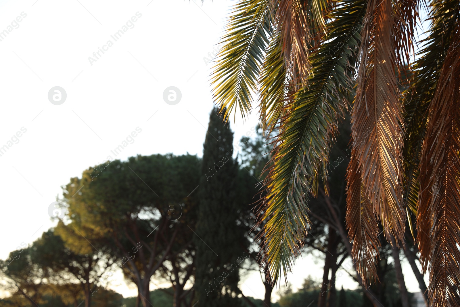 Photo of Beautiful palm tree growing in park, closeup