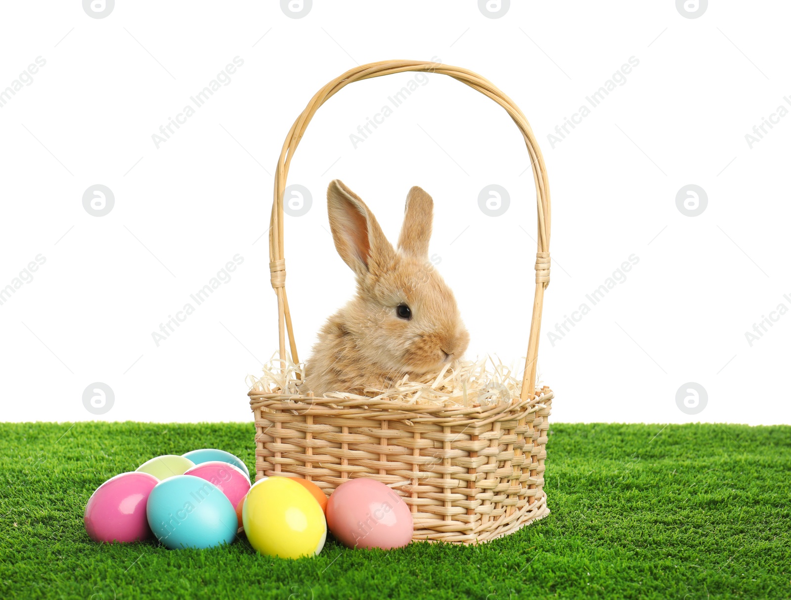 Photo of Adorable furry Easter bunny in wicker basket and dyed eggs on green grass against white background