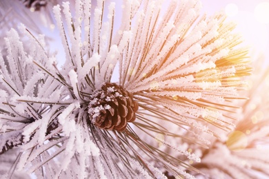 Amazing winter morning.  Beautiful conifer tree branch covered with snow, closeup