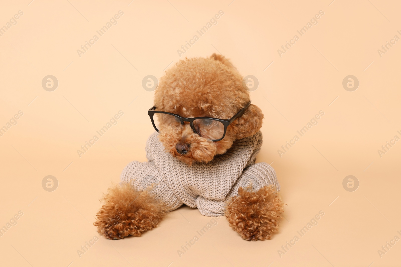 Photo of Cute Maltipoo dog in knitted sweater and glasses on beige background