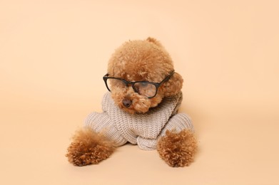 Cute Maltipoo dog in knitted sweater and glasses on beige background