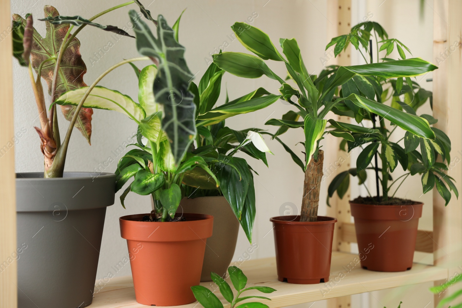 Photo of Different home plants on wooden shelf near light wall