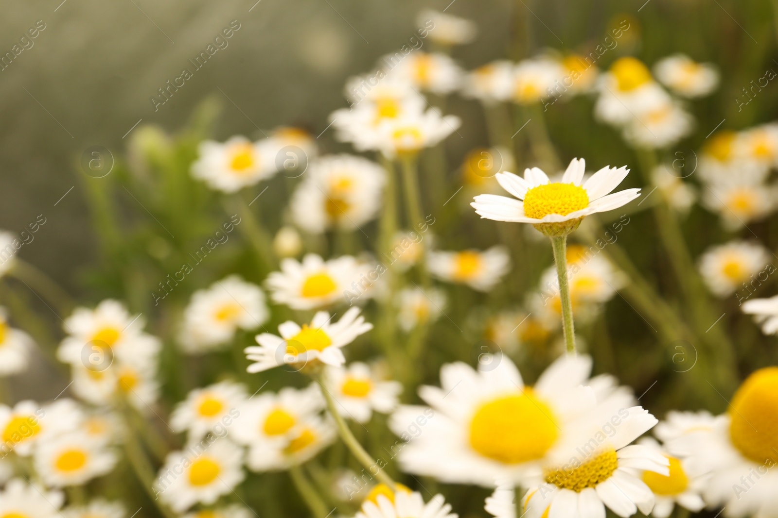 Photo of Beautiful chamomile flowers growing in field, closeup