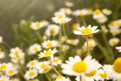 Beautiful chamomile flowers growing in field, closeup