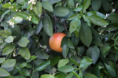 Photo of Ripe grapefruit growing on tree in garden