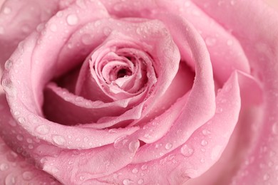 Photo of Beautiful pink rose flower with water drops as background, closeup