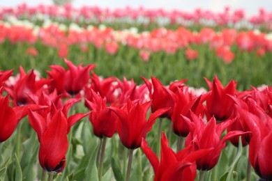 Photo of Beautiful red tulip flowers growing in field