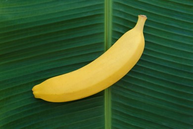 Photo of Delicious banana on green leaf, top view