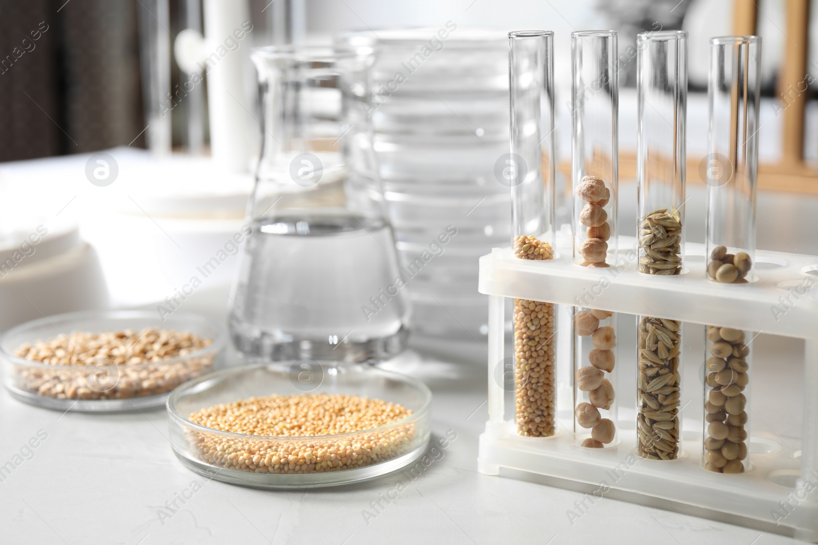 Photo of Glassware with seeds samples on light table in laboratory