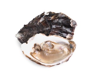 Fresh raw closed and open oysters on white background