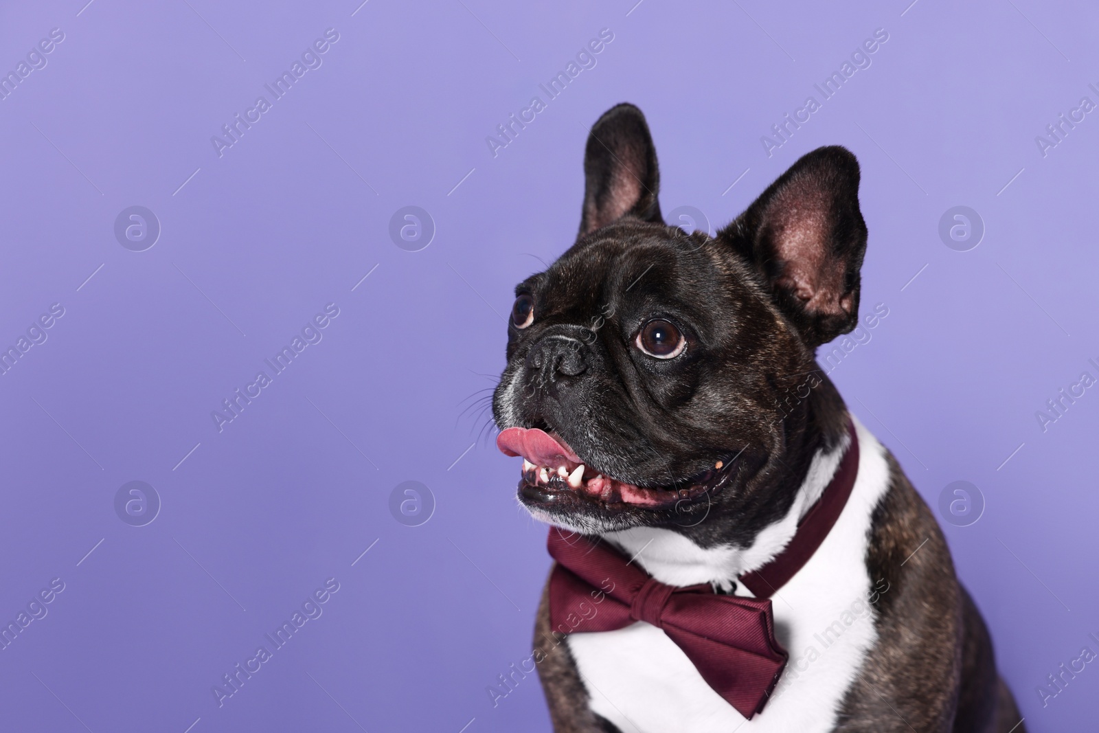 Photo of Adorable French Bulldog with bow tie on purple background, space for text