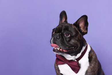 Photo of Adorable French Bulldog with bow tie on purple background, space for text