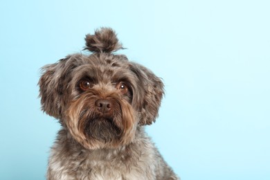 Cute Maltipoo dog on light blue background, space for text. Lovely pet