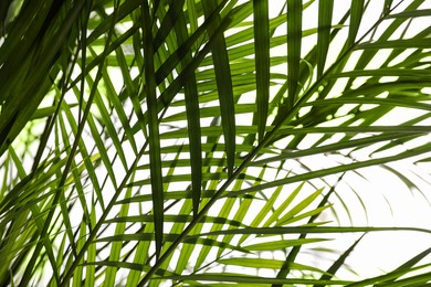 Beautiful palm leaves on light background, closeup