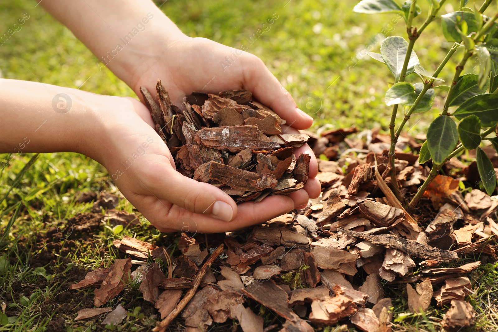 Photo of Woman mulching plant with bark chips in garden, closeup