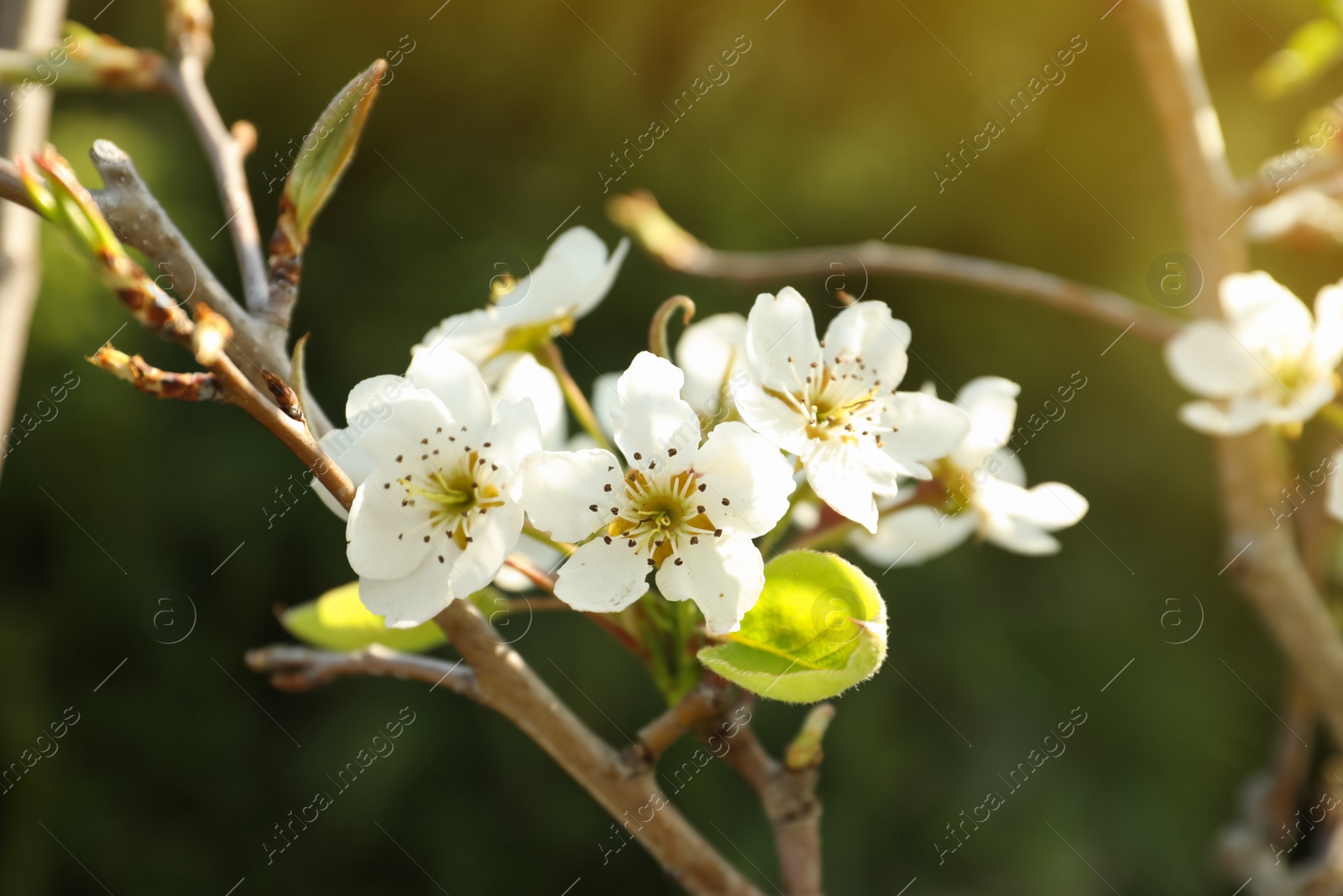 Photo of Closeup view of pear tree blossoms outdoors on sunny day
