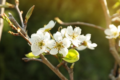 Closeup view of pear tree blossoms outdoors on sunny day