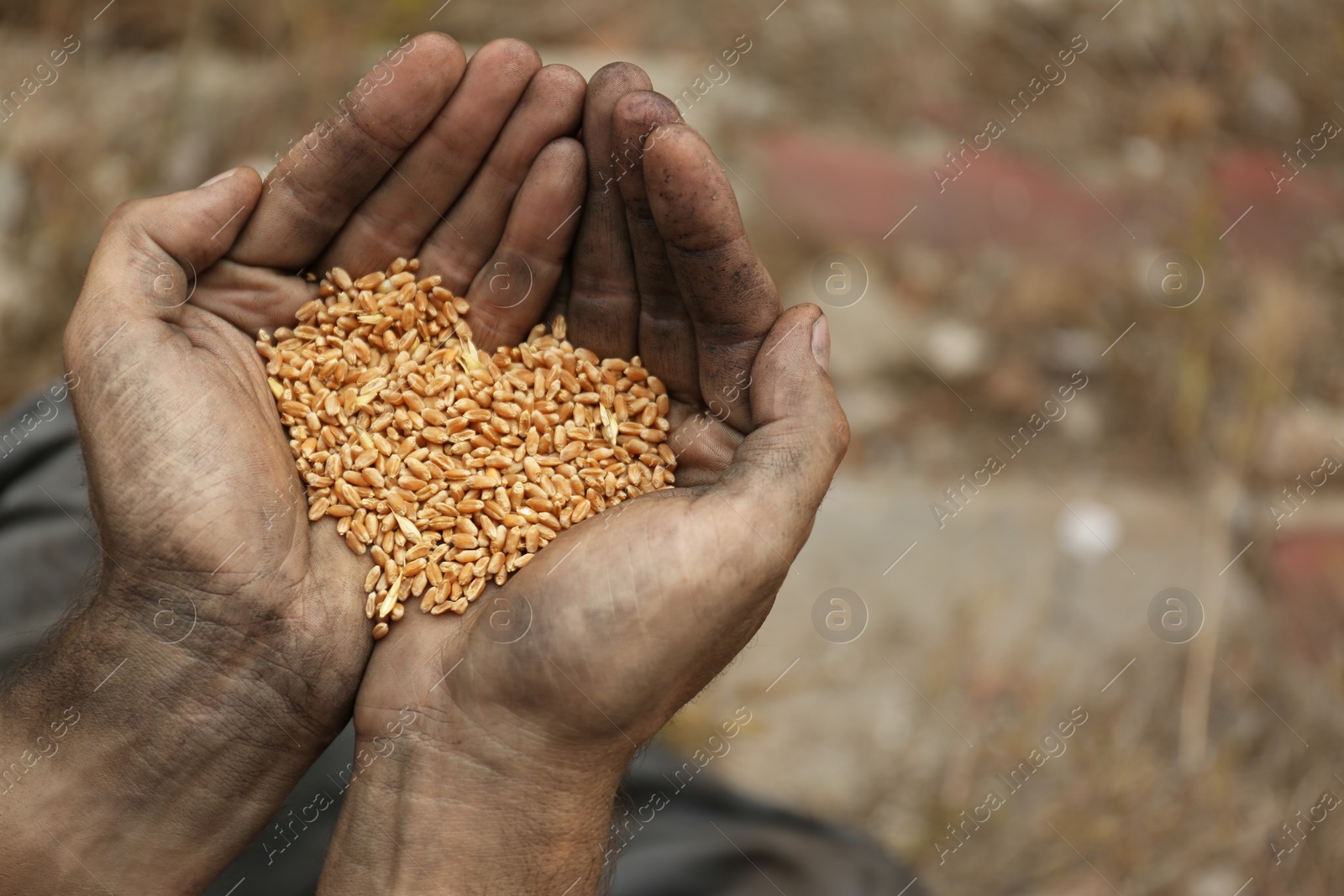 Photo of Poor homeless man with wheat grains outdoors, closeup