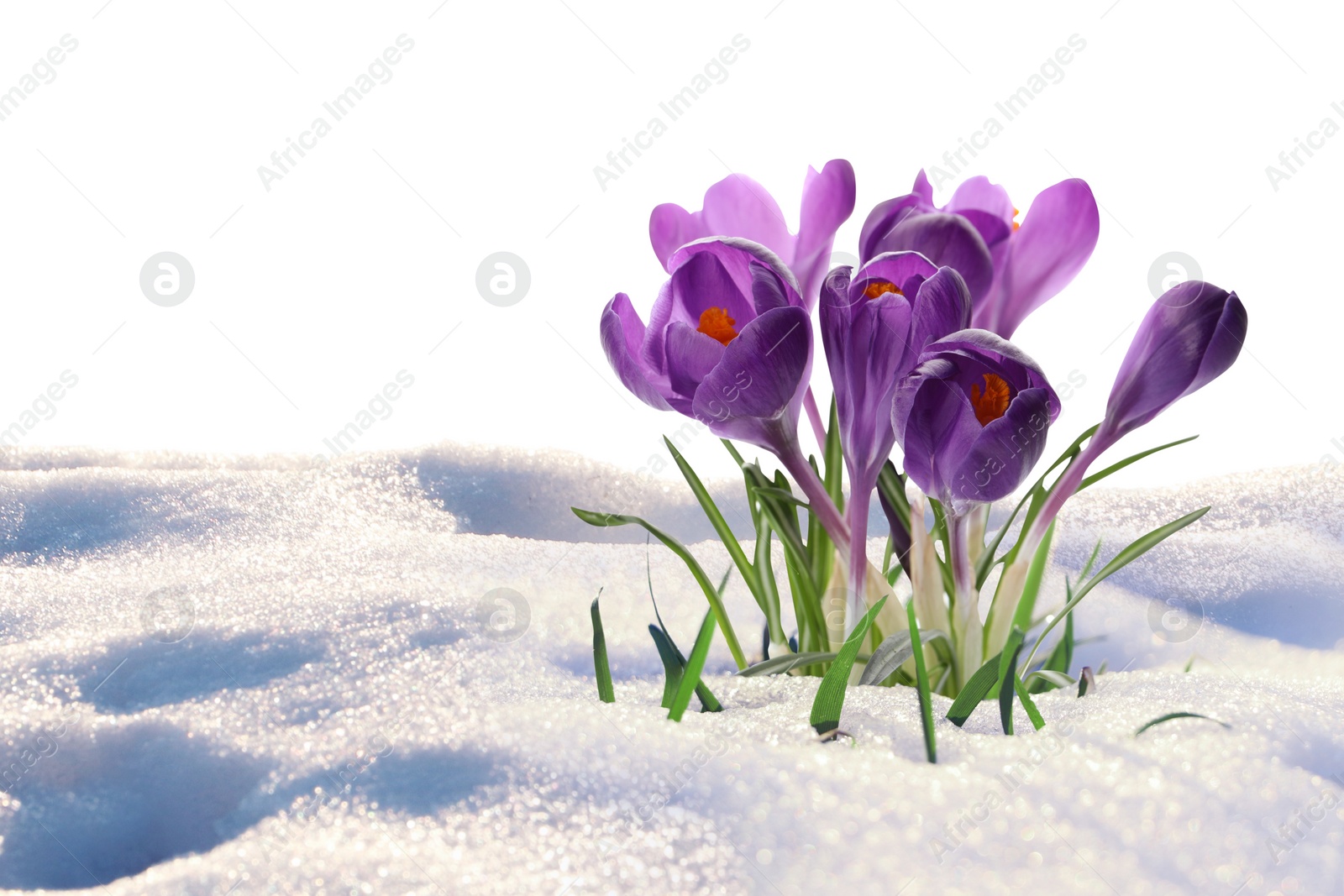 Image of Beautiful spring crocus flowers growing through snow, space for text