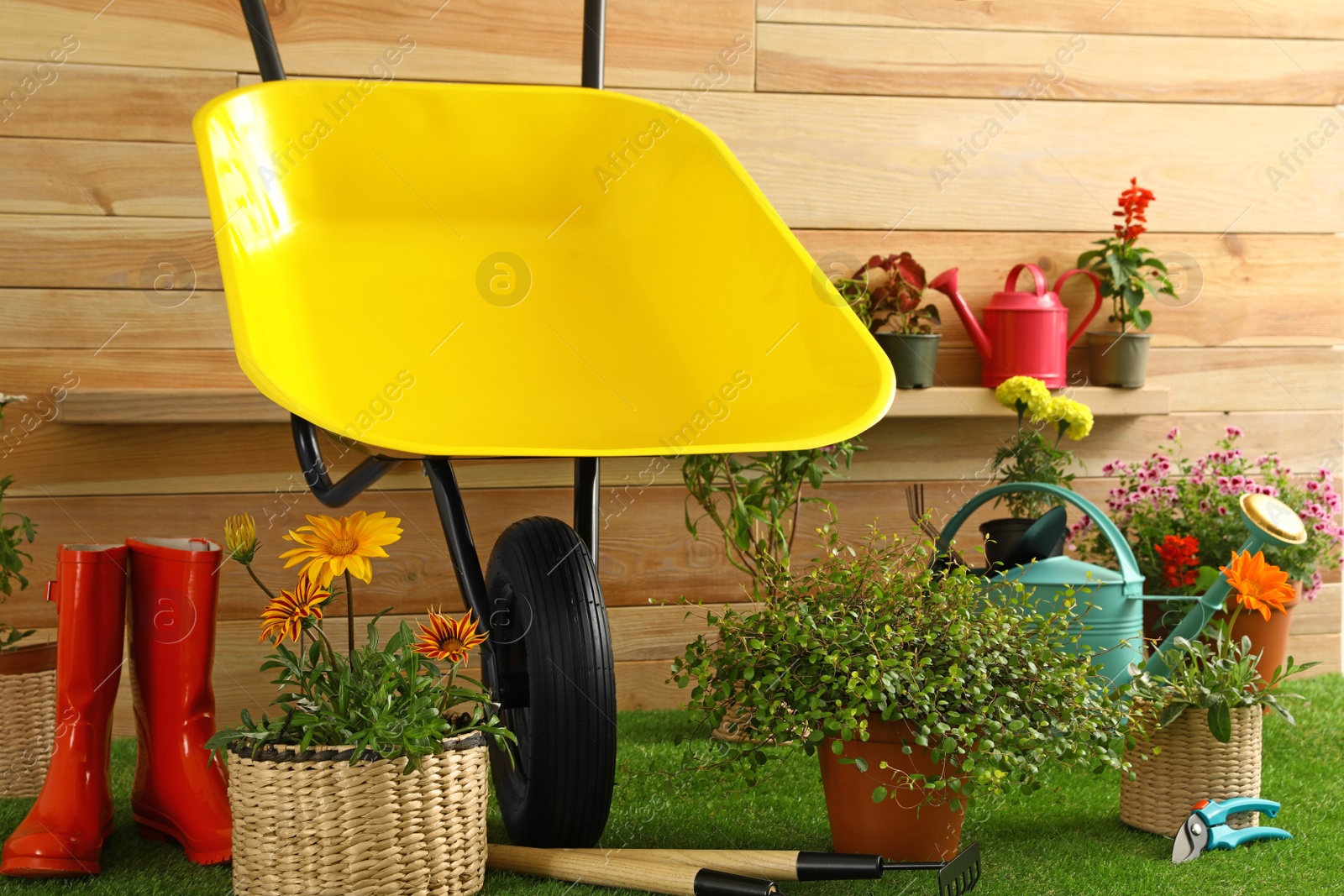 Photo of Wheelbarrow with gardening tools and flowers near wooden wall