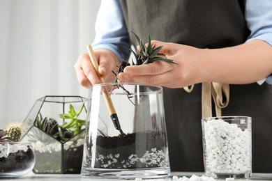 Photo of Young woman making florarium of different succulents at table, closeup