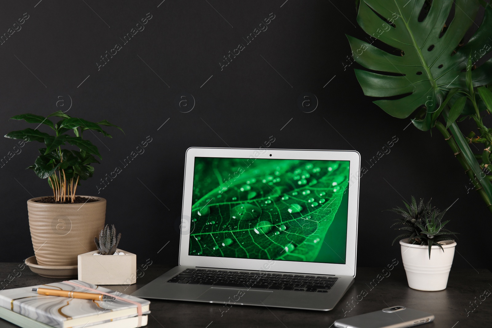 Photo of Houseplants and laptop on table in office interior