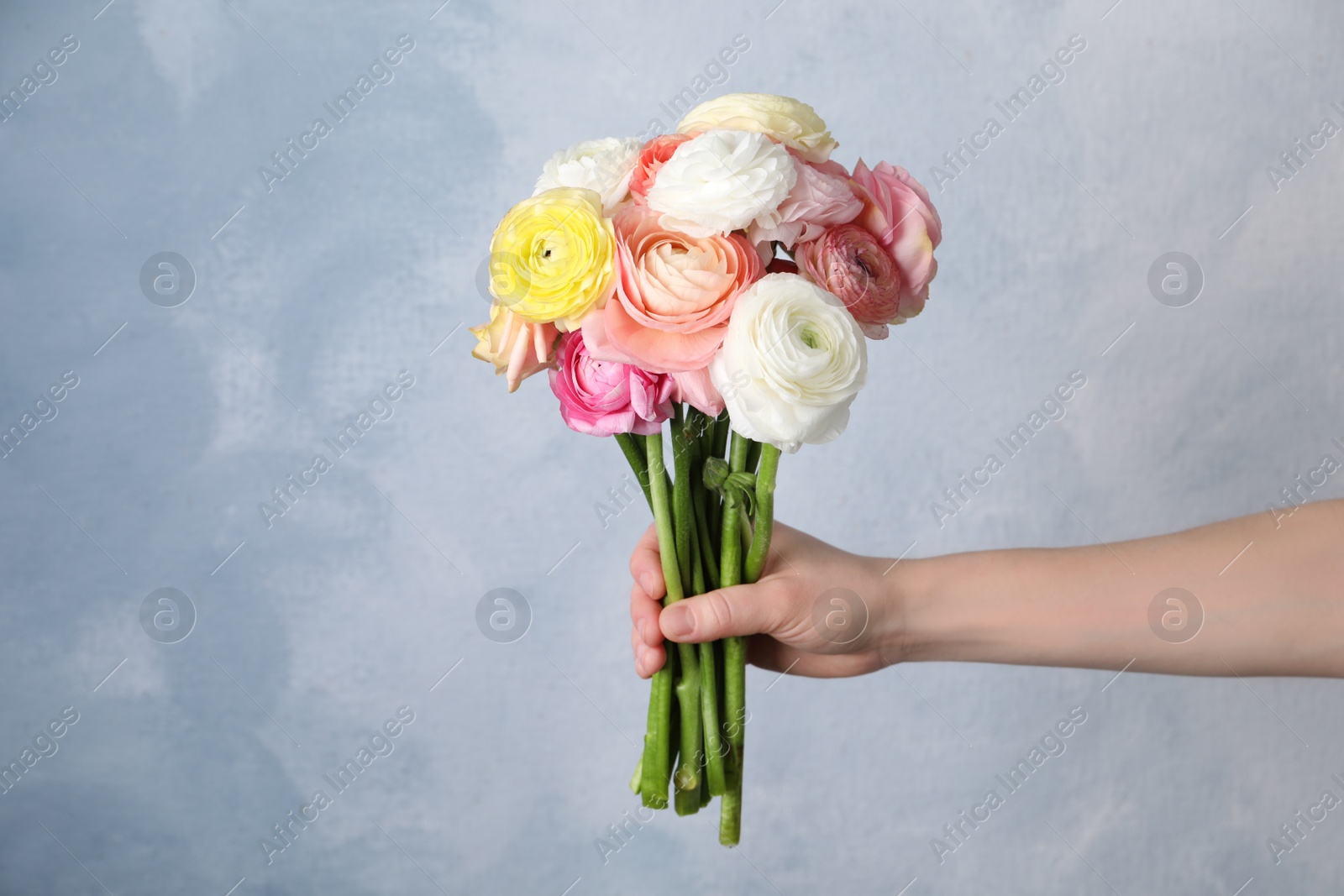 Photo of Woman holding beautiful ranunculus flowers against light blue background, closeup