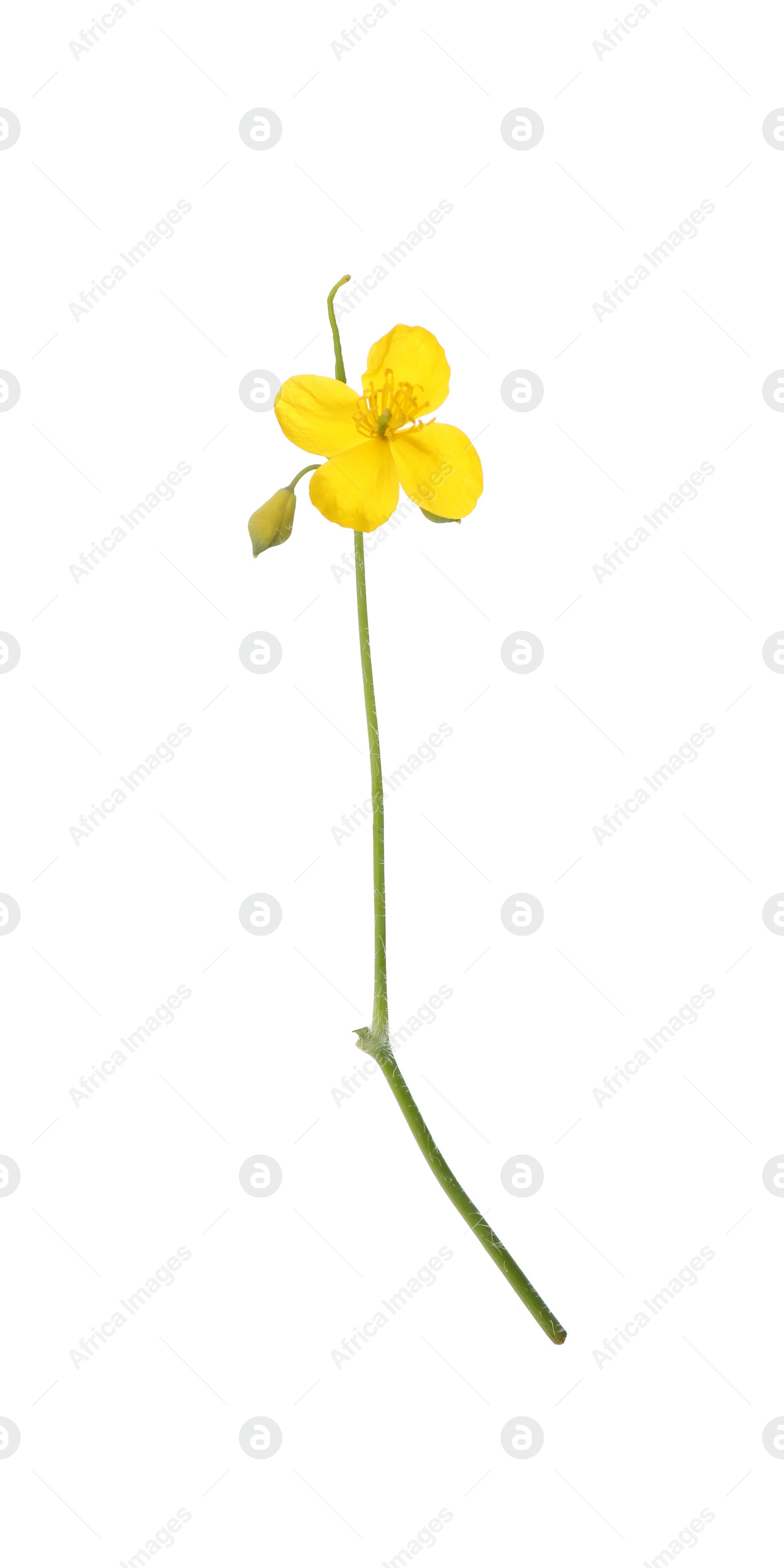 Photo of Celandine with yellow flower isolated on white