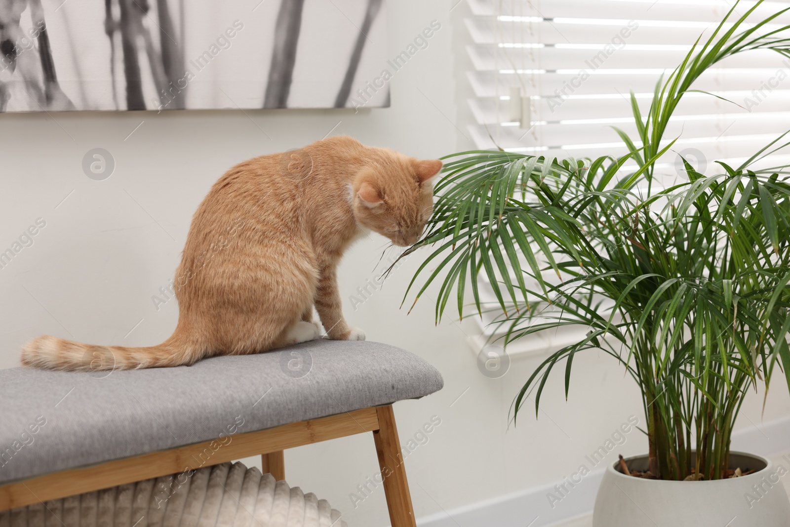 Photo of Cute ginger cat sitting on bench at home