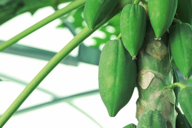 Unripe papaya fruits growing on tree outdoors, closeup view. Space for text