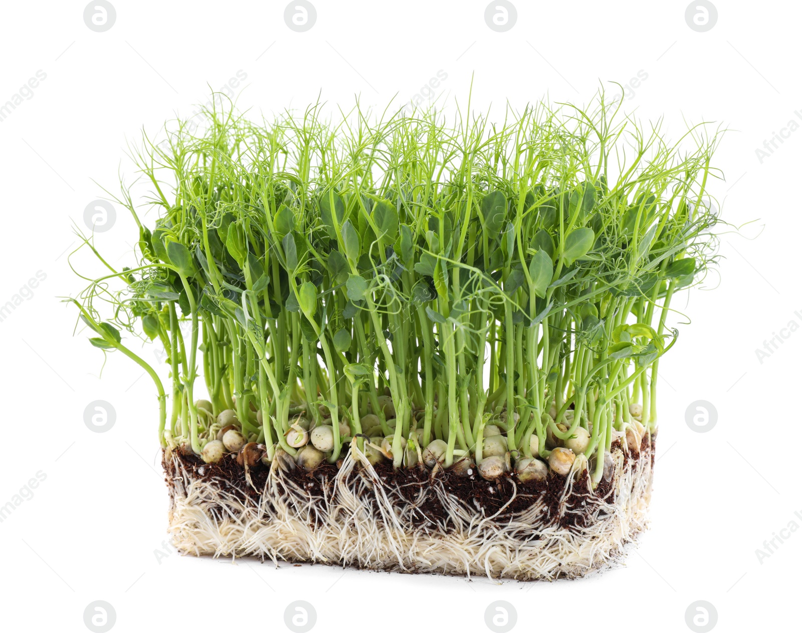 Photo of Fresh organic microgreen seeds on white background