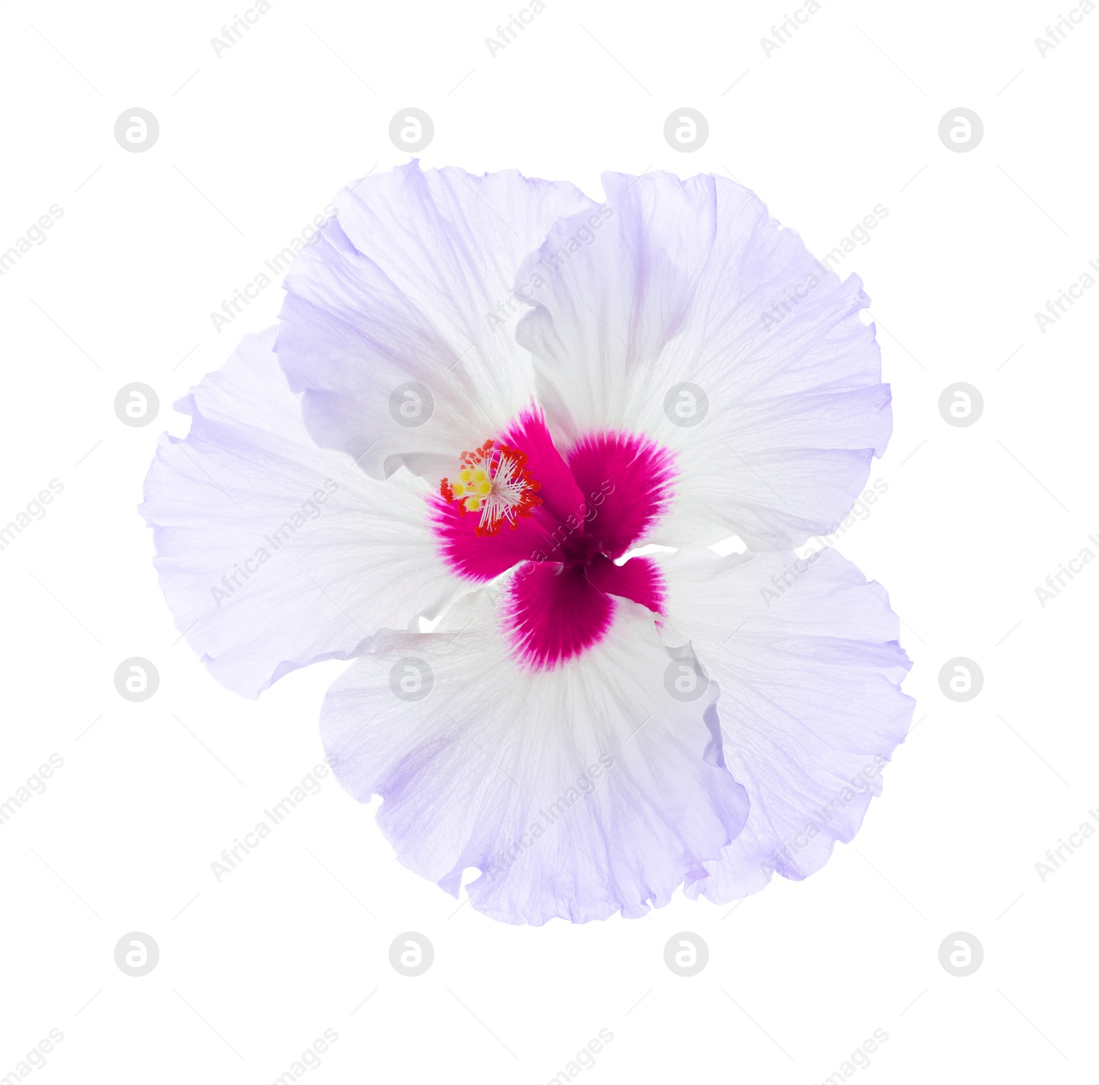 Image of Beautiful tropical hibiscus flower isolated on white