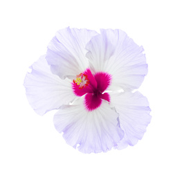 Image of Beautiful tropical hibiscus flower isolated on white