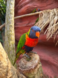 Photo of Beautiful rainbow lorikeet parrot on tropical plant outdoors