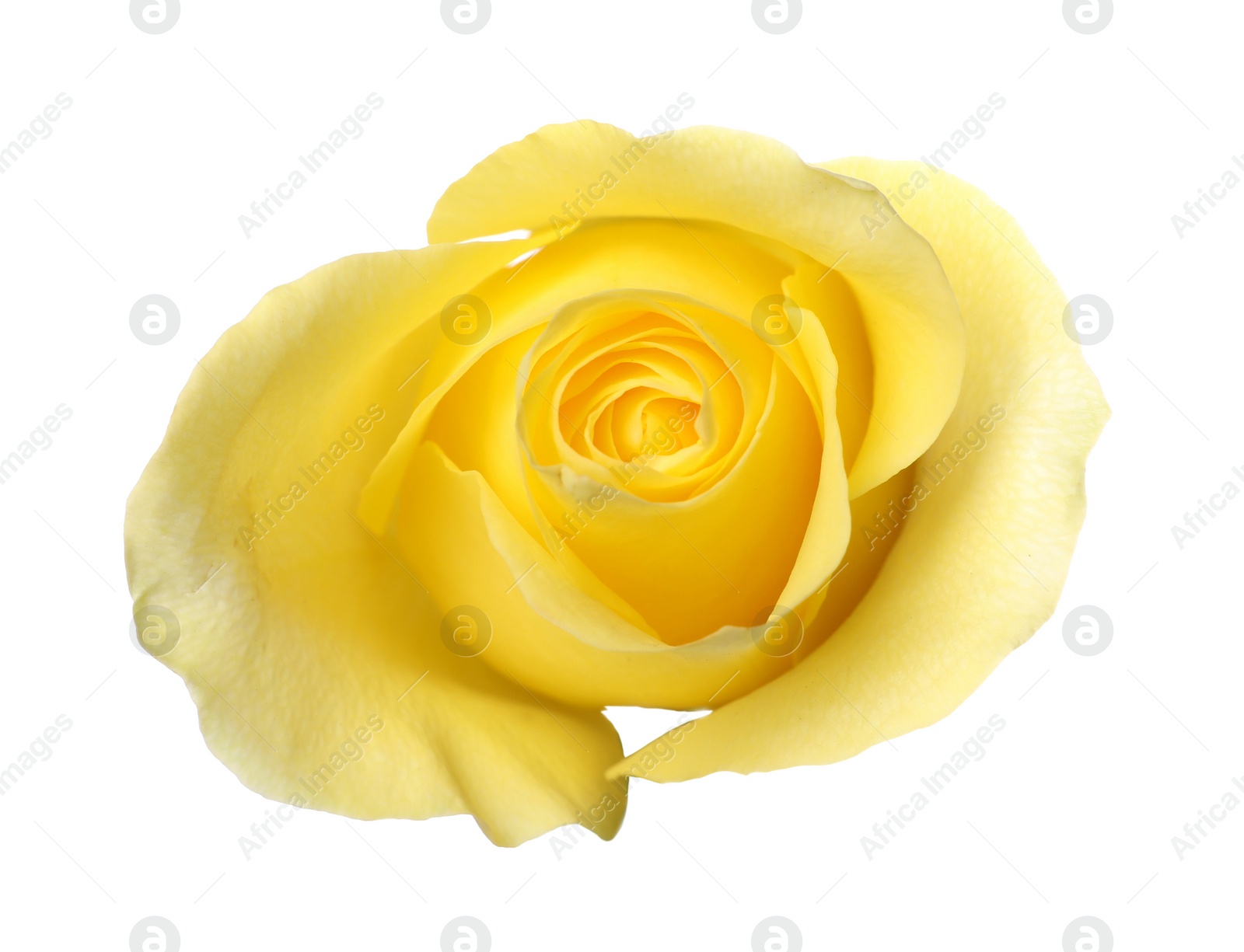 Photo of Beautiful fresh yellow rose isolated on white